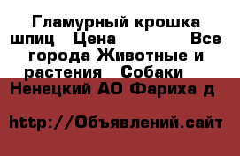 Гламурный крошка шпиц › Цена ­ 30 000 - Все города Животные и растения » Собаки   . Ненецкий АО,Фариха д.